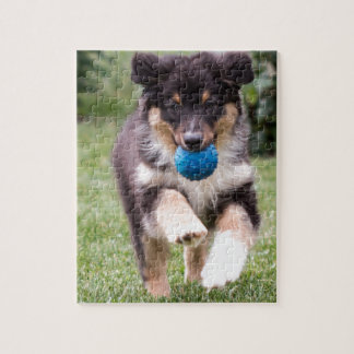 Tri Colored Australian Shepherd Pup Legpuzzel