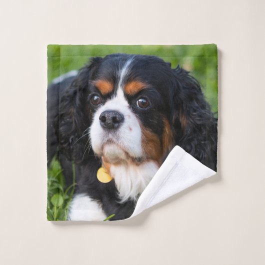 Tri Couleur Cavalier King Charles Spaniel Chien Ch (Gant de toilette)