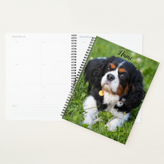 Tri Couleur Cavalier King Charles Spaniel Chien Ch (Devant avec enveloppe)