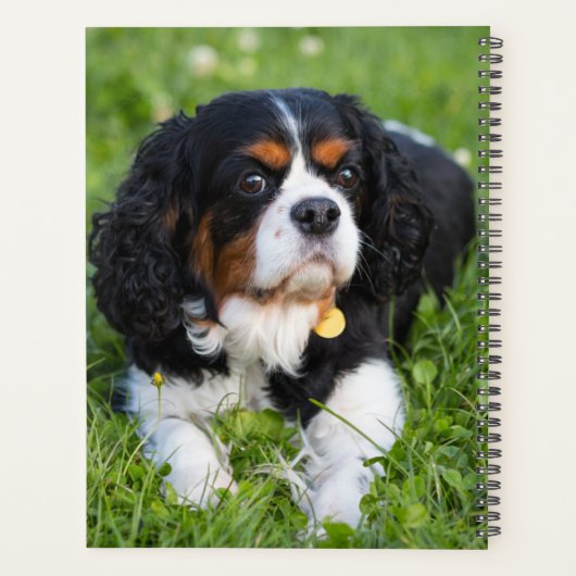 Tri Couleur Cavalier King Charles Spaniel Chien Ch (Dos)