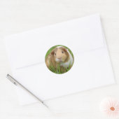 Tri kleur cavia ronde sticker (Envelop)