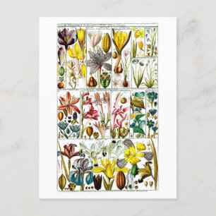 Triandria Floral Botanical Chart Briefkaart