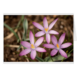 Triangle de crocus de lavande