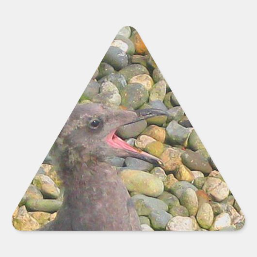 Triangulaire Sticker pour goéland de bébé affamé (Devant)