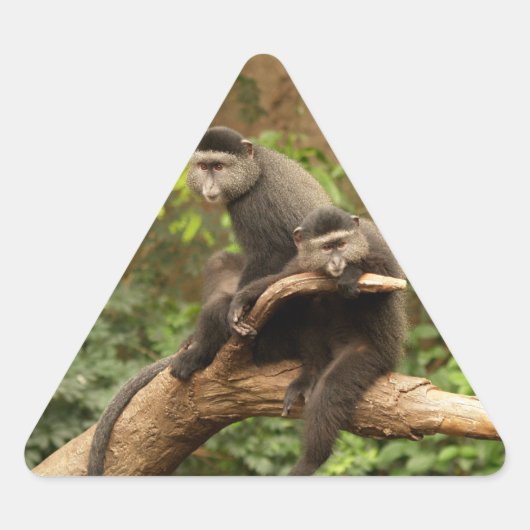 Triangulaire Sticker triangle singe (Devant)