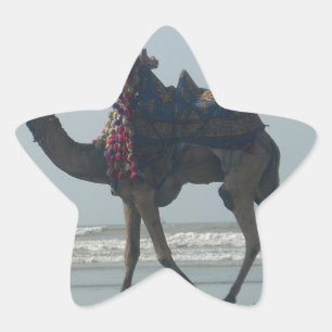 Tribal Camel Ride: Morning Tide Sands & Zee Ster Sticker