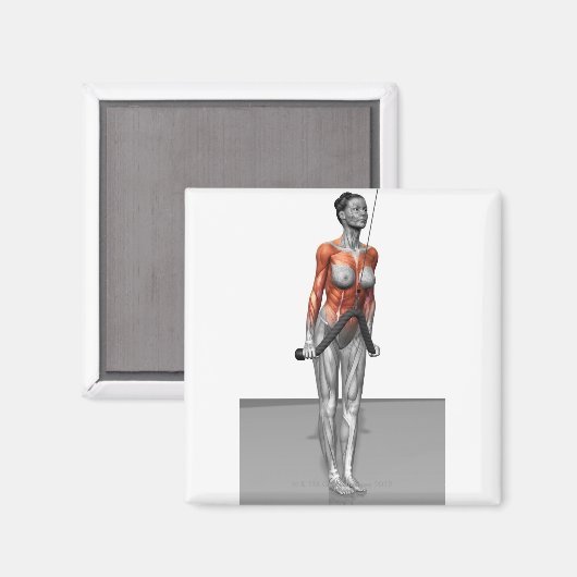 Triceps Push Downs Magneet (Voorkant / Achterkant)