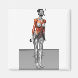 Triceps Push Downs Magneet