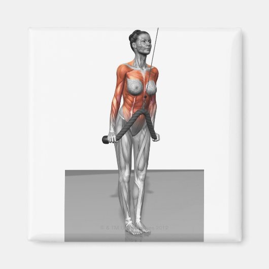 Triceps Push Downs Magneet (Voorkant)