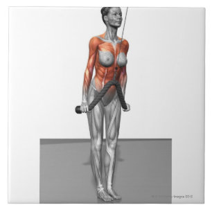 Triceps Push Downs Tegeltje