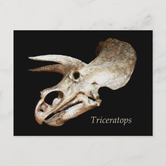 Triceratops Skull Briefkaart (Voorkant)