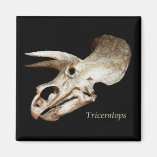Triceratops Skull Magnet Magneet