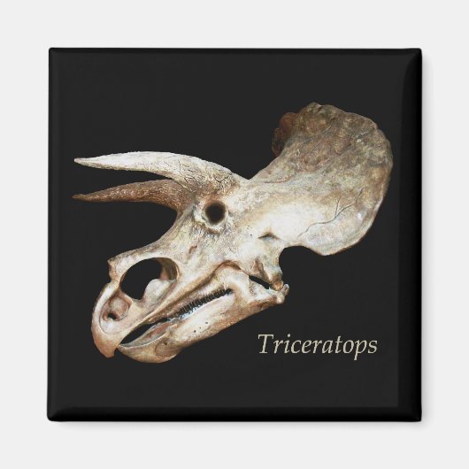 Triceratops Skull Magnet Magneet (Voorkant)