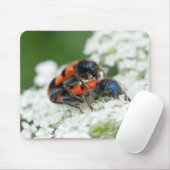 Trichodes apiarius muismat (Met muis)