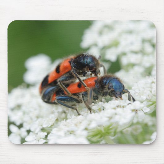 Trichodes apiarius muismat (Voorkant)