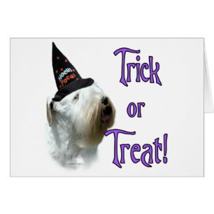 Trick de Sealyham Terrier