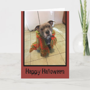 Trick or treat Pitbull Halloween Kaart