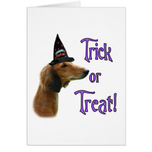 Trick Saluki