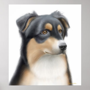 Tricolor Australian Shepherd Poster