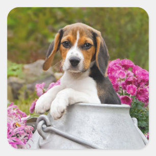 Tricolor Beagle Dog Puppy Pet in een melkkern Vierkante Sticker