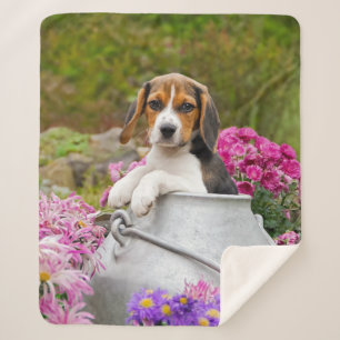 Tricolor Beagle Dog Puppy Pet in Milk Churn. Sherpa Deken