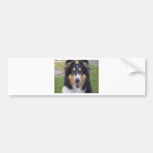 Tricolor collie bumpersticker (Voorkant)