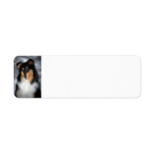 Tricolor Collie Etiket
