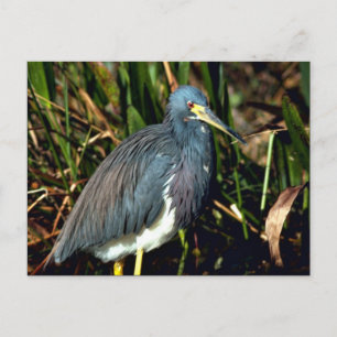 Tricolor Heron Briefkaart