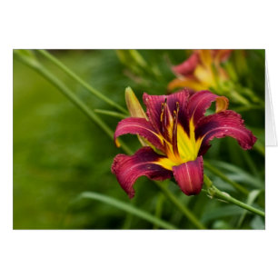 Tricolor Lily