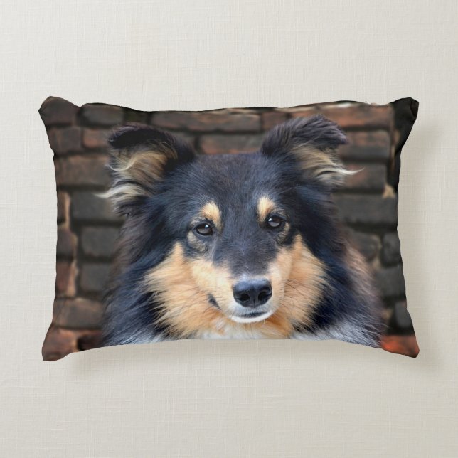 Tricolor Sheltie Accent Kussen (Voorkant)