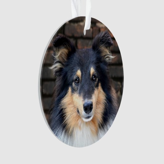 Tricolor Sheltie face (devant)