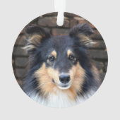 Tricolor Sheltie face (dos)