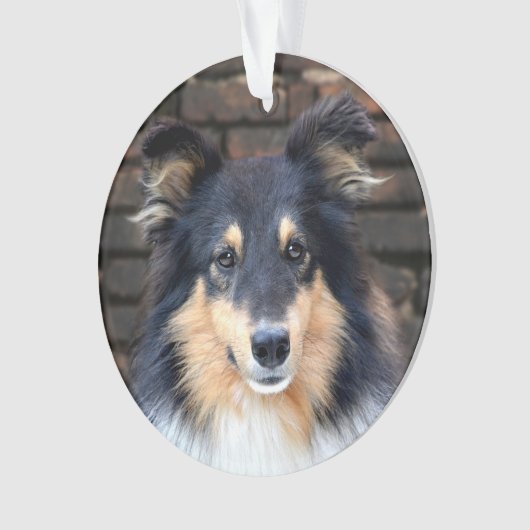 Tricolor Sheltie face (devant)