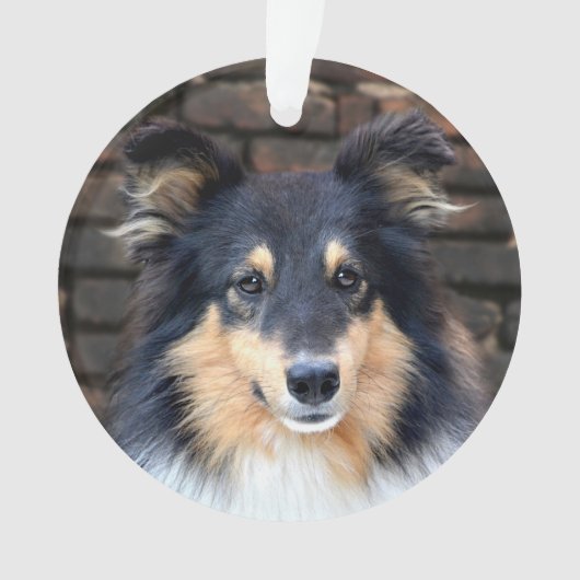 Tricolor Sheltie face (devant)