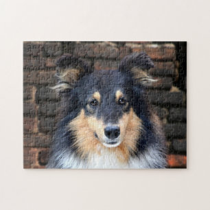 Tricolor Sheltie Legpuzzel