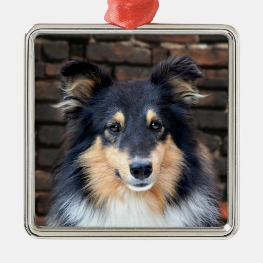 Tricolor Sheltie Metalen Ornament (Voorkant)