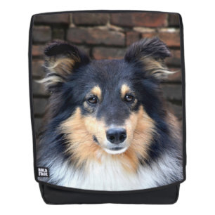 Tricolor Sheltie Rugtassen