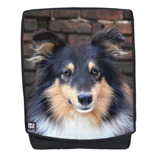 Tricolor Sheltie Rugtassen (Voorkant)