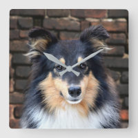 Tricolor Sheltie