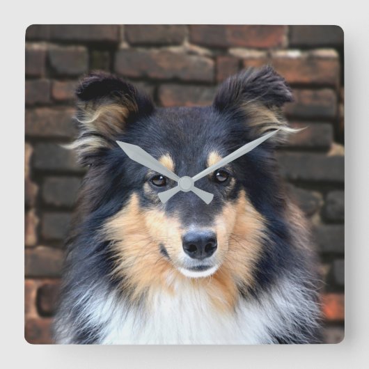 Tricolor Sheltie Vierkante Klok (Voorkant)