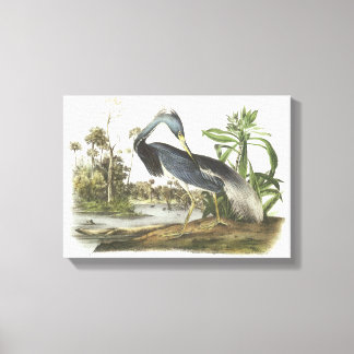 Tricolored Heron door Audubon Canvas Afdruk