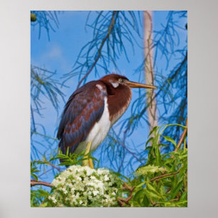 Tricolored Heron in een boom Poster