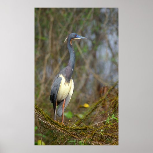 Tricolored Heron in Everglades Poster (Voorkant)