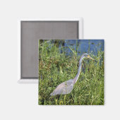 Tricolored Heron Magneet (Voorkant / Achterkant)