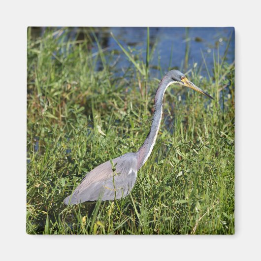 Tricolored Heron Magneet (Voorkant)