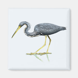 Tricolored Heron Magnet Magneet