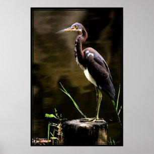 Tricolored Heron Poster -40x60 - andere maten ook