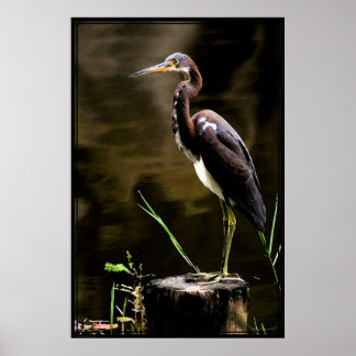 Tricolored Heron Poster -40x60 - andere maten ook