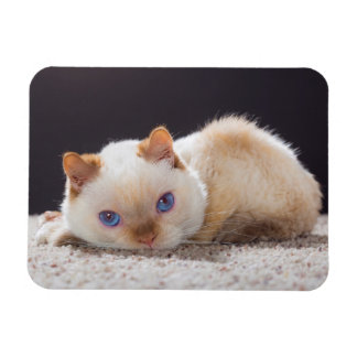 Trident de Kat Magnet Magneet