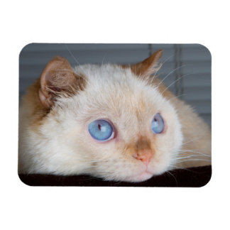 Trident de kattenmagneet 06 magneet